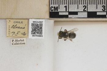 Media type: image;   Entomology 793881 Aspect: Labels